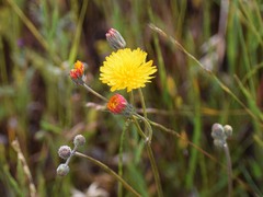 Crepis vesicaria