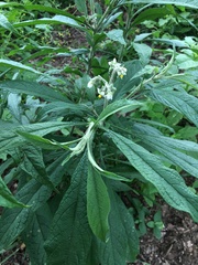 Solanum umbellatum