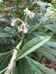 Solanum umbellatum