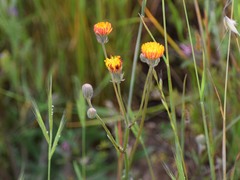 Crepis vesicaria