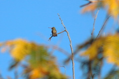 Phaeoptila sordida