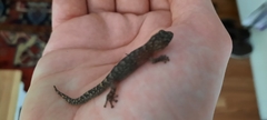 Christinus marmoratus