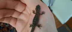 Christinus marmoratus