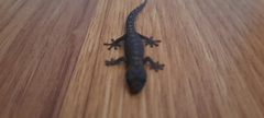 Christinus marmoratus