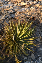 Yucca reverchonii