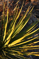 Yucca reverchonii