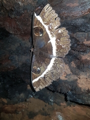 Erebus terminitincta