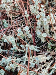 Cladonia rappii