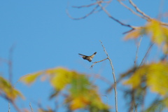 Phaeoptila sordida
