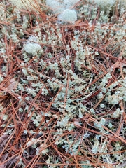 Cladonia rappii