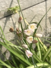 Nothoscordum gracile