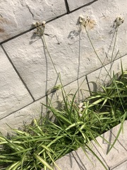 Nothoscordum gracile