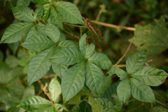 Gynostemma pentaphyllum