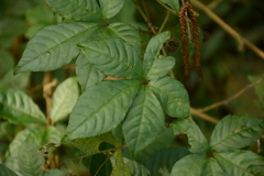 Gynostemma pentaphyllum