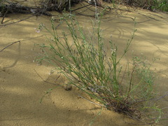 Asperula diminuta