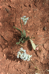 Limonium lobatum
