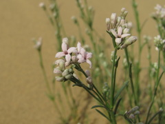 Asperula diminuta