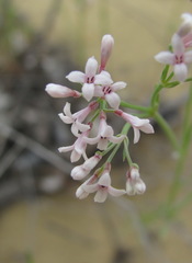 Asperula diminuta