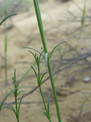 Asperula diminuta