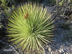 Agave striata striata
