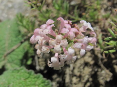 Asperula intersita