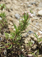 Asperula intersita
