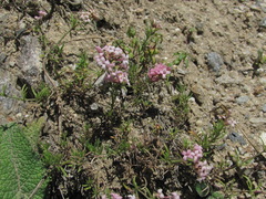 Asperula intersita