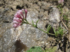 Asperula intersita