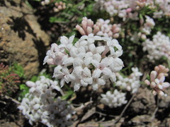 Asperula intersita