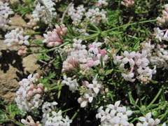 Asperula intersita
