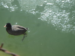 Fulica atra