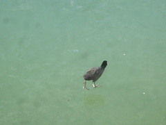 Fulica atra