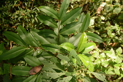 Ardisia cornudentata