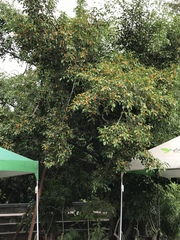 Ficus benjamina nuda