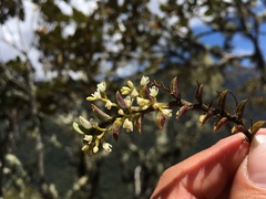 Fernandezia