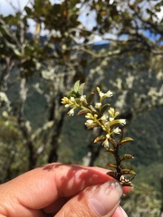 Fernandezia