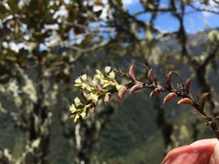 Fernandezia
