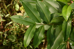 Ardisia cornudentata