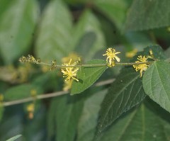 Triumfetta rhomboidea rhomboidea