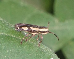 Adetus pictus