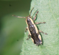 Adetus pictus