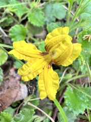Goodenia rotundifolia