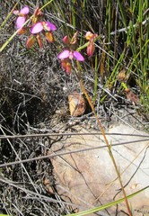 Polygala triquetra