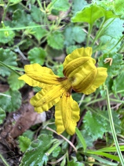Goodenia rotundifolia