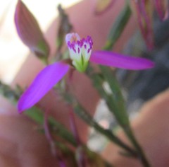 Polygala triquetra