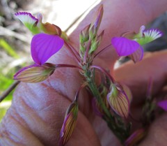 Polygala triquetra