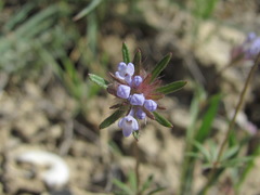 Asperula setosa