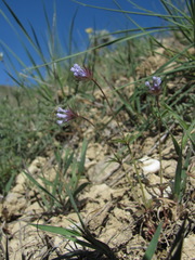 Asperula setosa