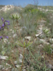 Asperula setosa