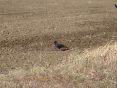 Corvus corone